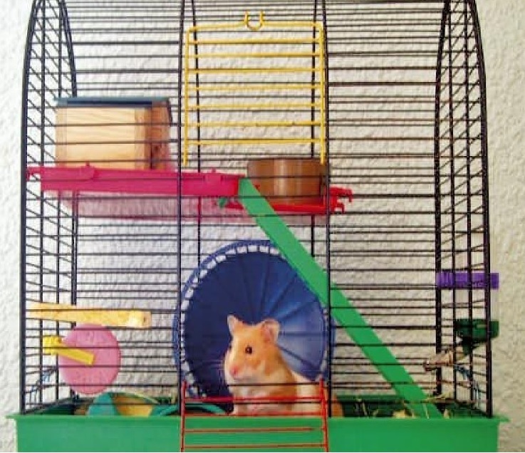 hamster